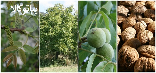 نهال گردو